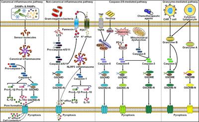 Noncoding RNA-mediated regulation of pyroptotic cell death in cancer